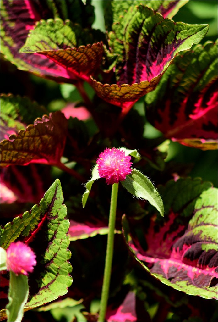 Willowwood Arboretum 