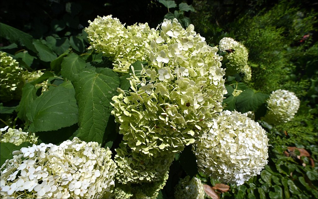 Willowwood Arboretum  