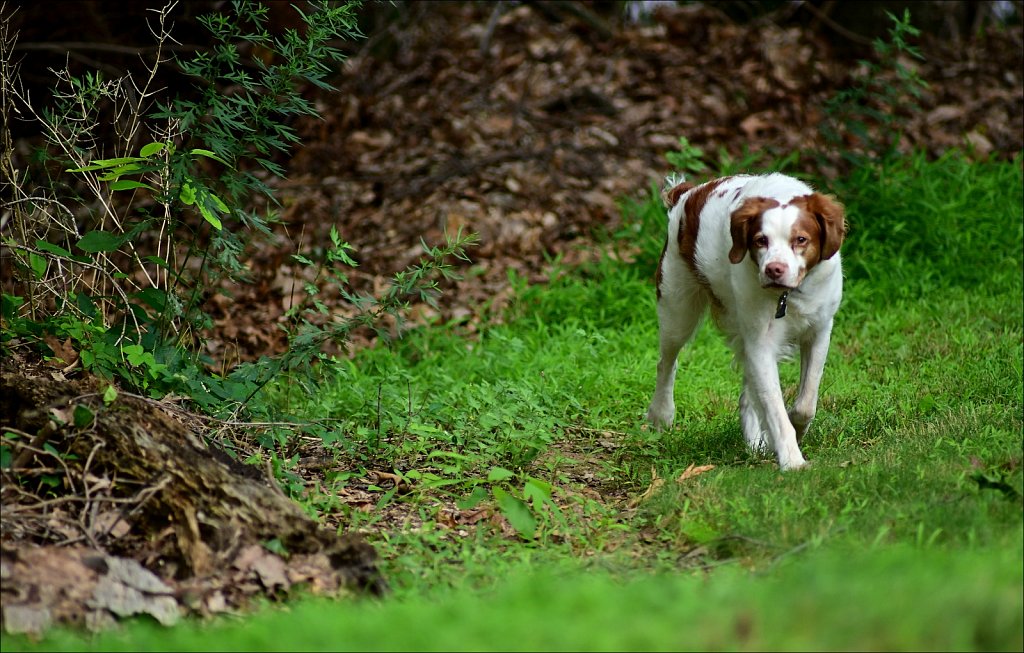 Sir Copper of Camelot