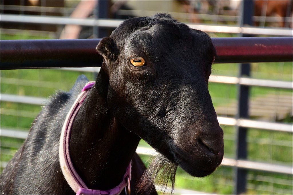 2024 Morris County 4H Fair