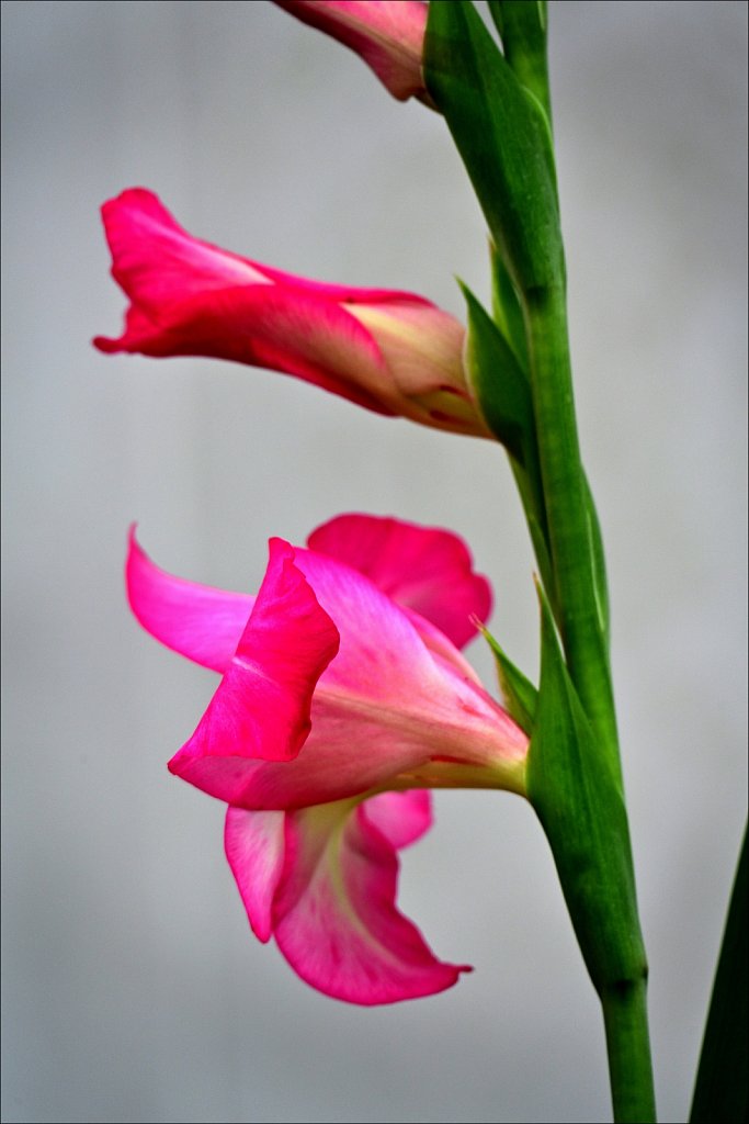 DSC-1322-copy.jpg