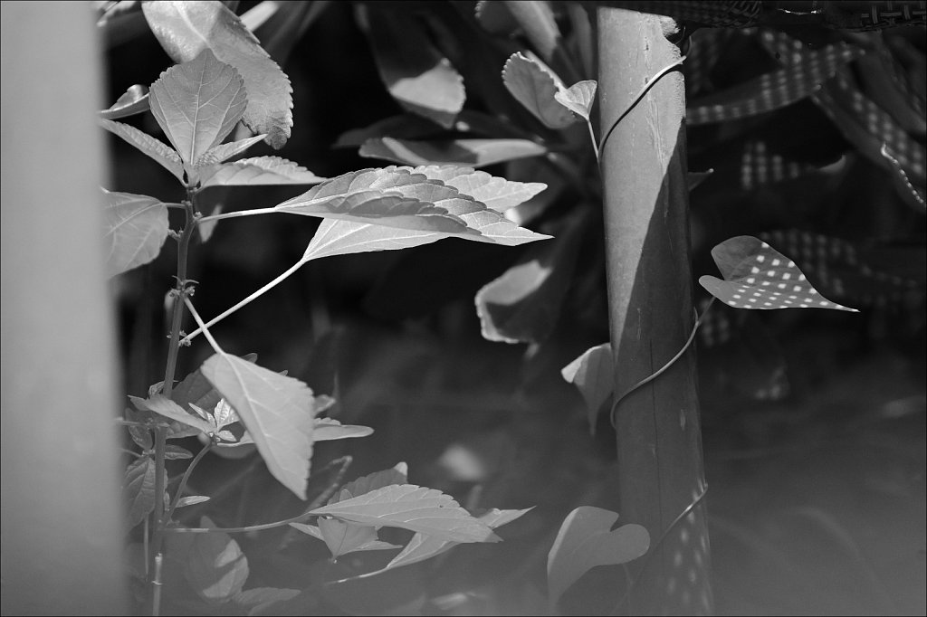 Around The Yard In Black and White