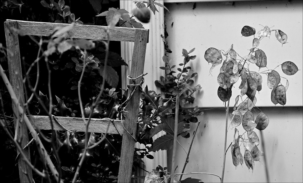Around The Yard In Black and White