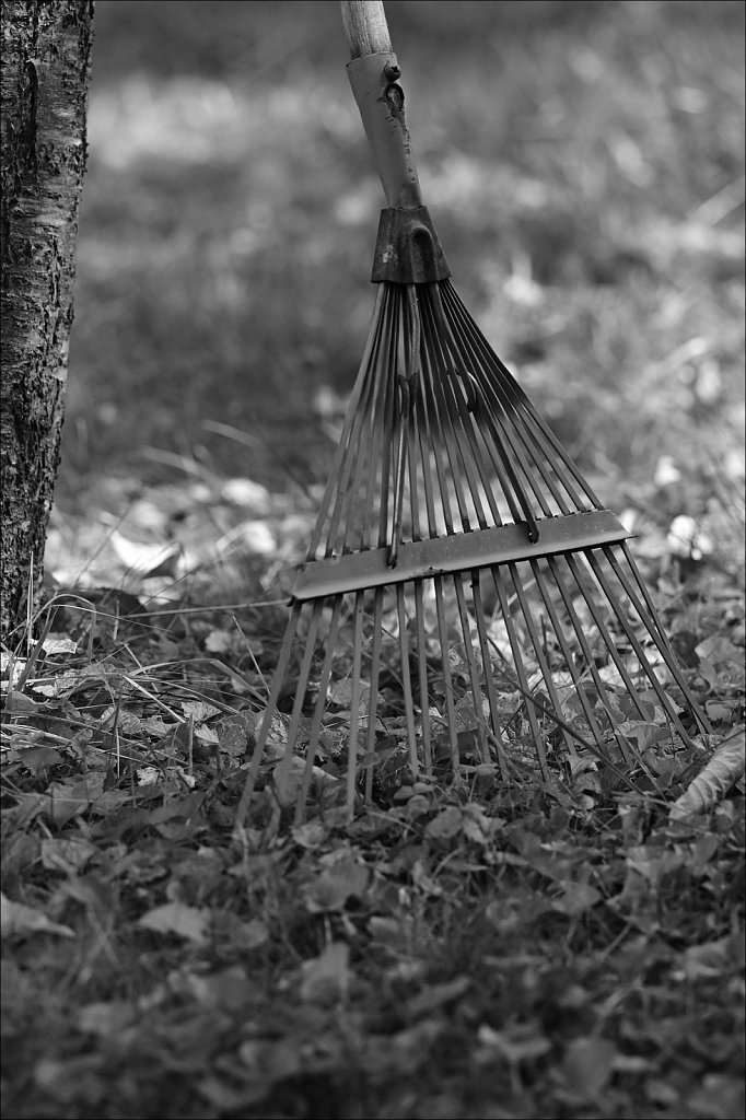 Around The Yard In Black and White