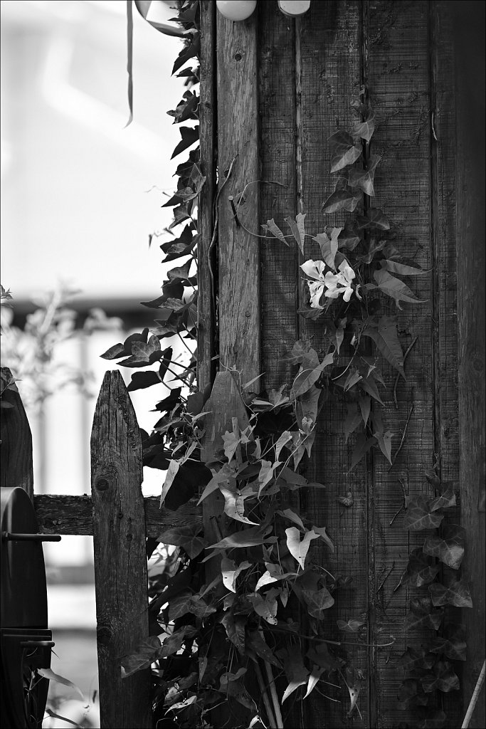 Around The Yard In Black and White