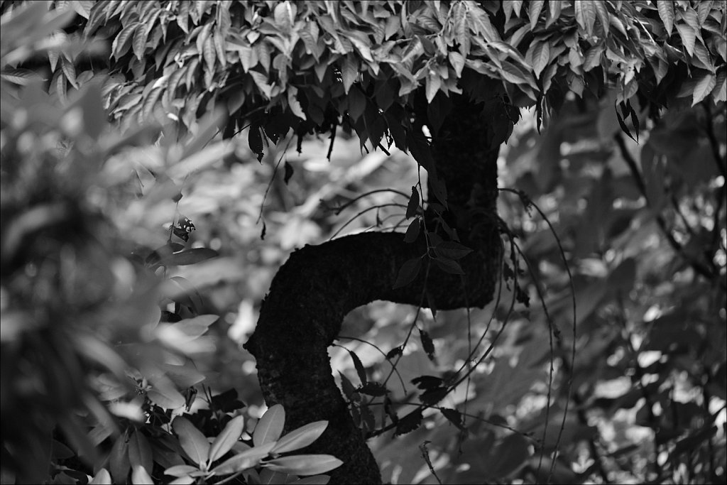 Around The Yard In Black and White