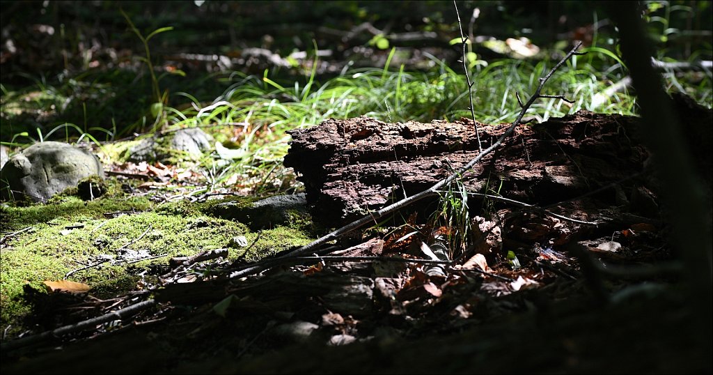 Along The Sussex Branch Trail