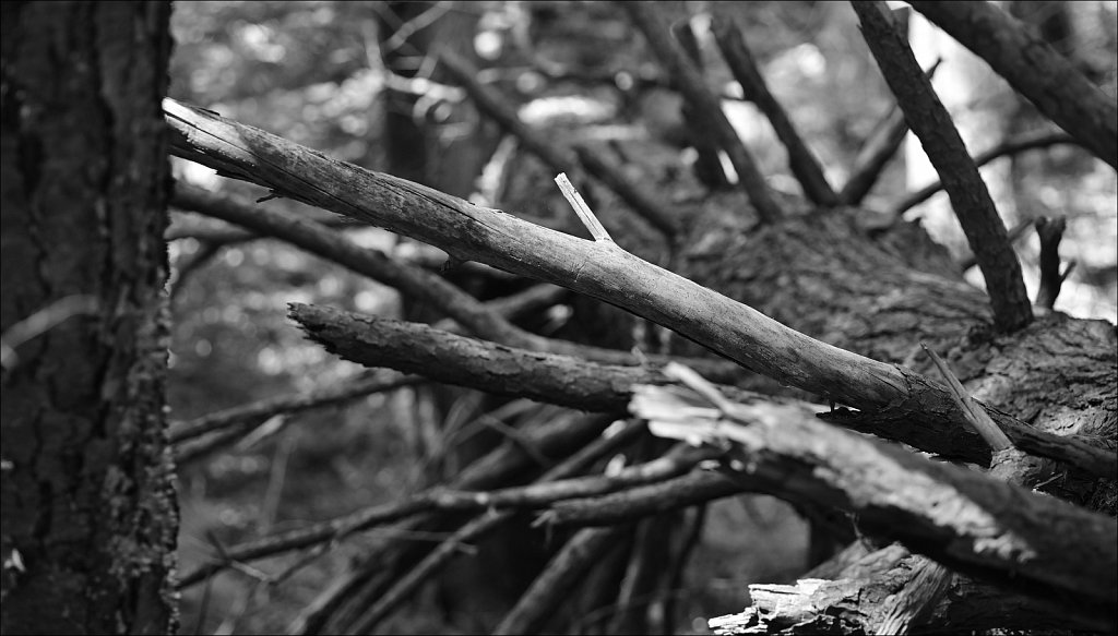 Along The Sussex Branch Trail