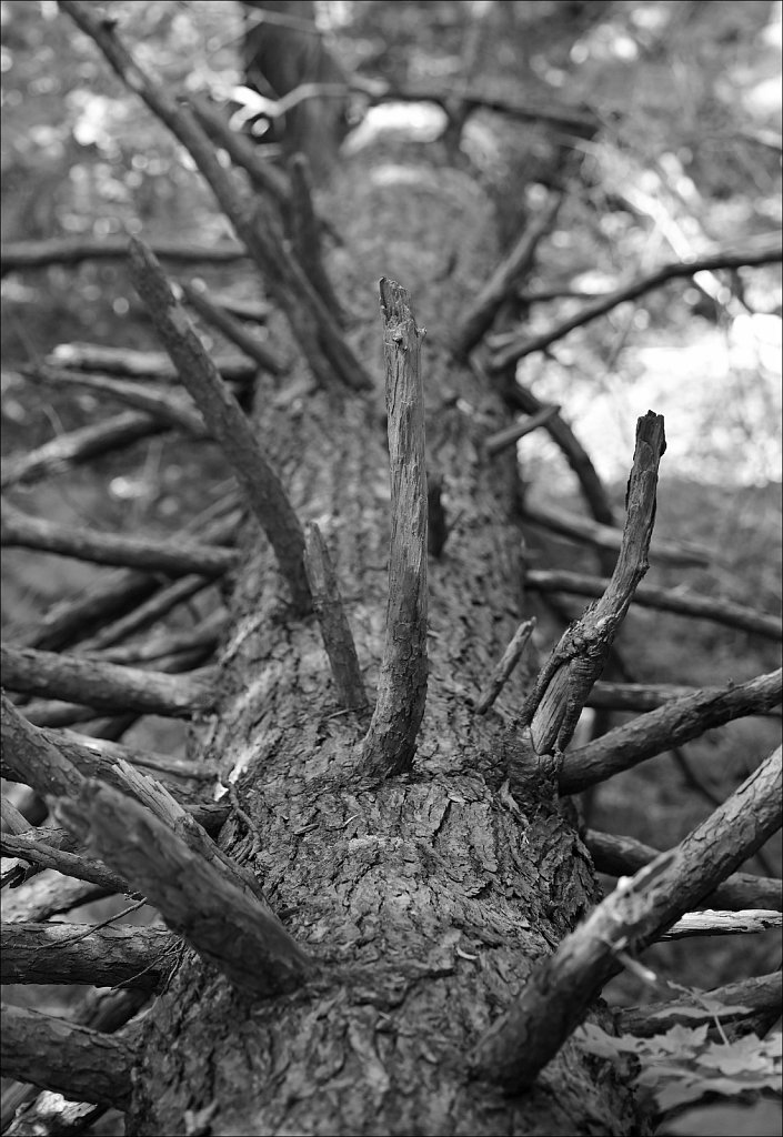 Along The Sussex Branch Trail