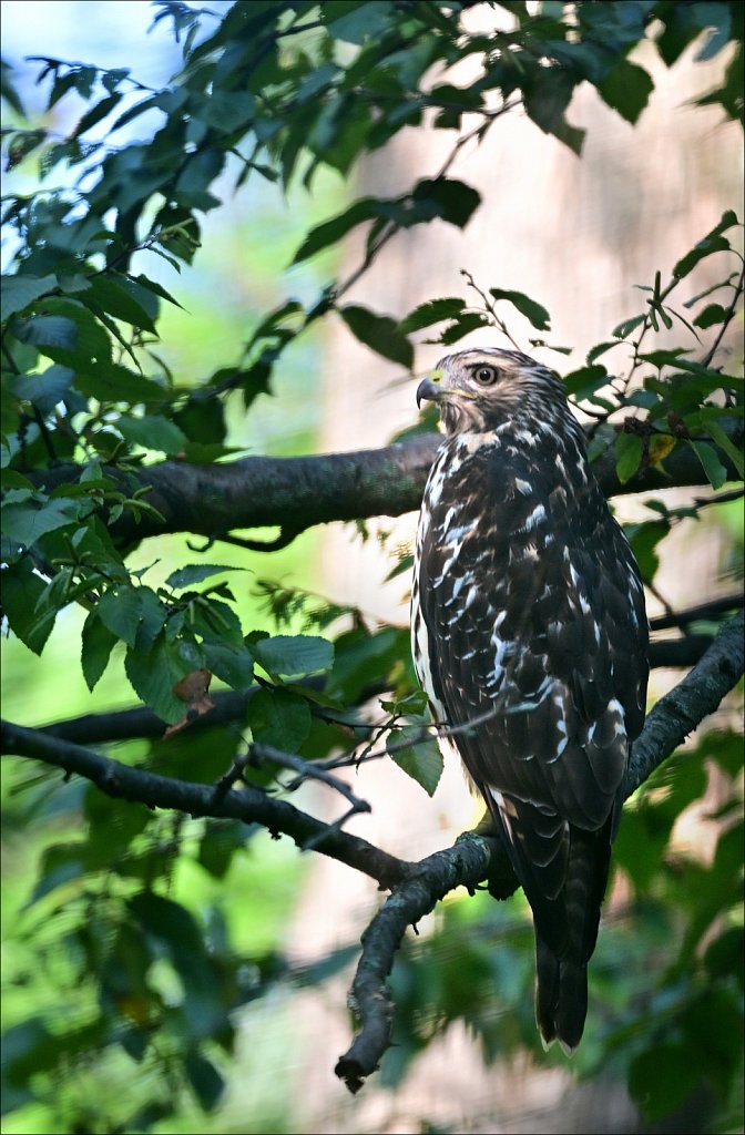 AF-S Nikkor VR 200-400mm F4 G II ED