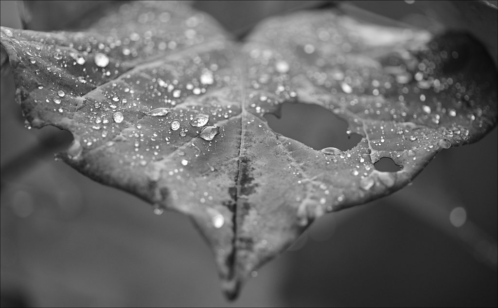 Project 365+ - By Joe Gigli