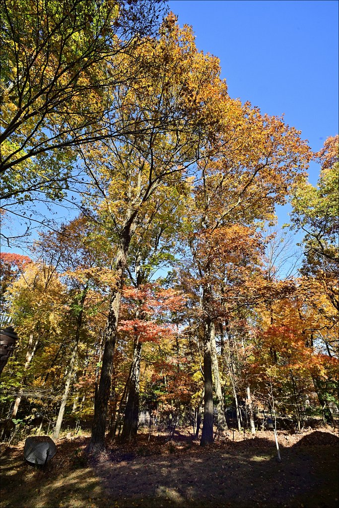 Fall with the 15mm