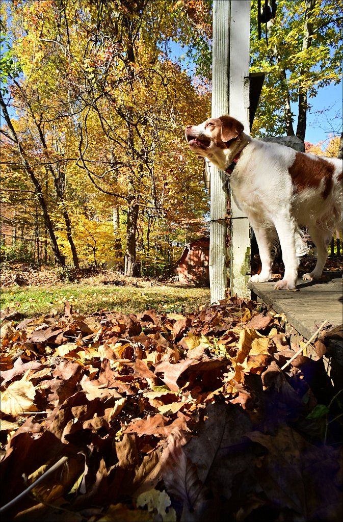 Fall with the 15mm