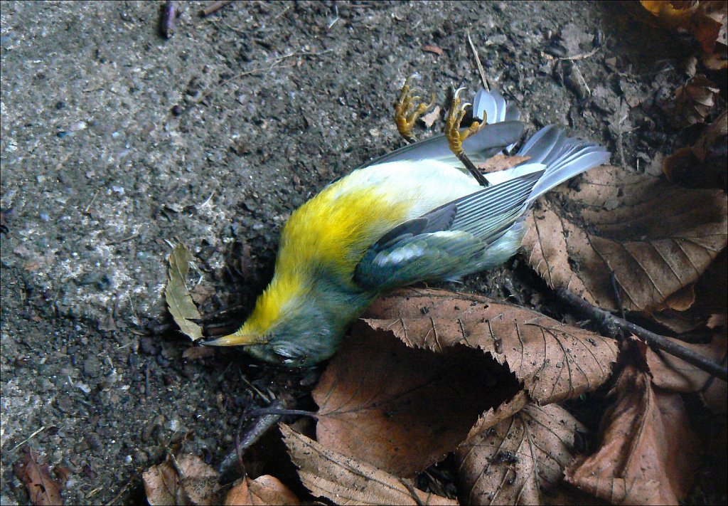Birds of New Jersey