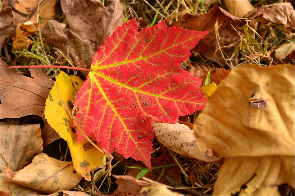 D3100 Test
