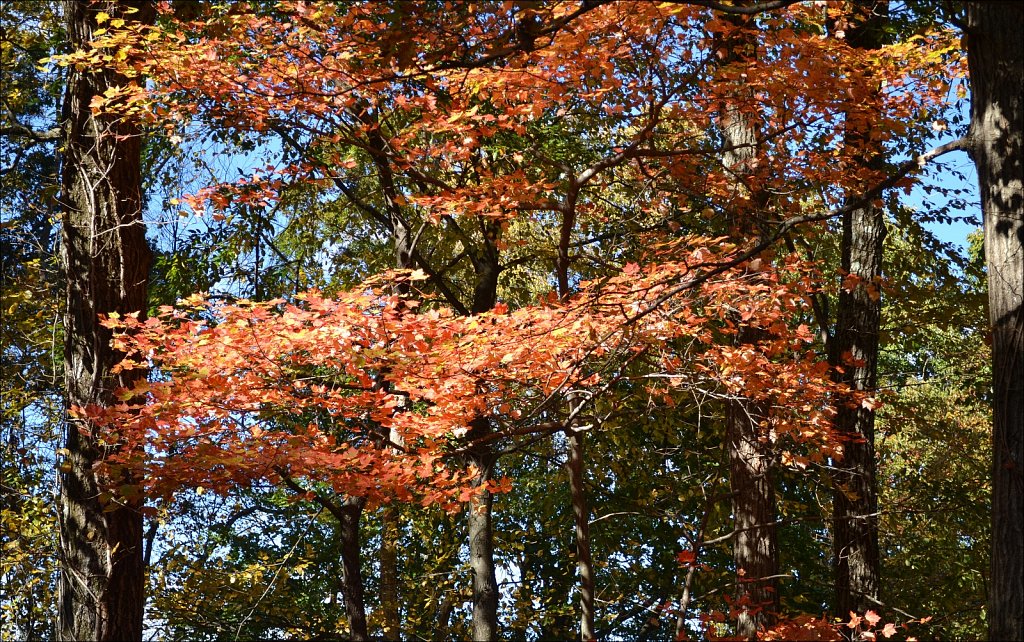Backyard Color