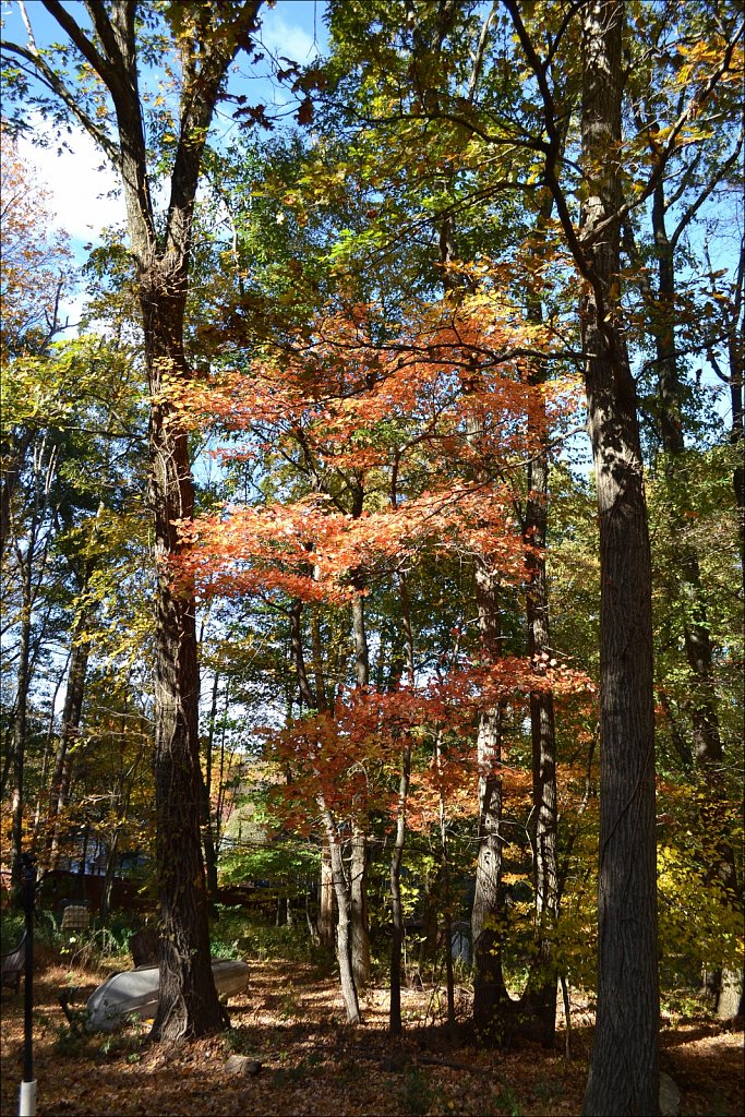Backyard Color