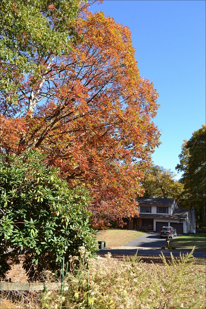 Backyard Color