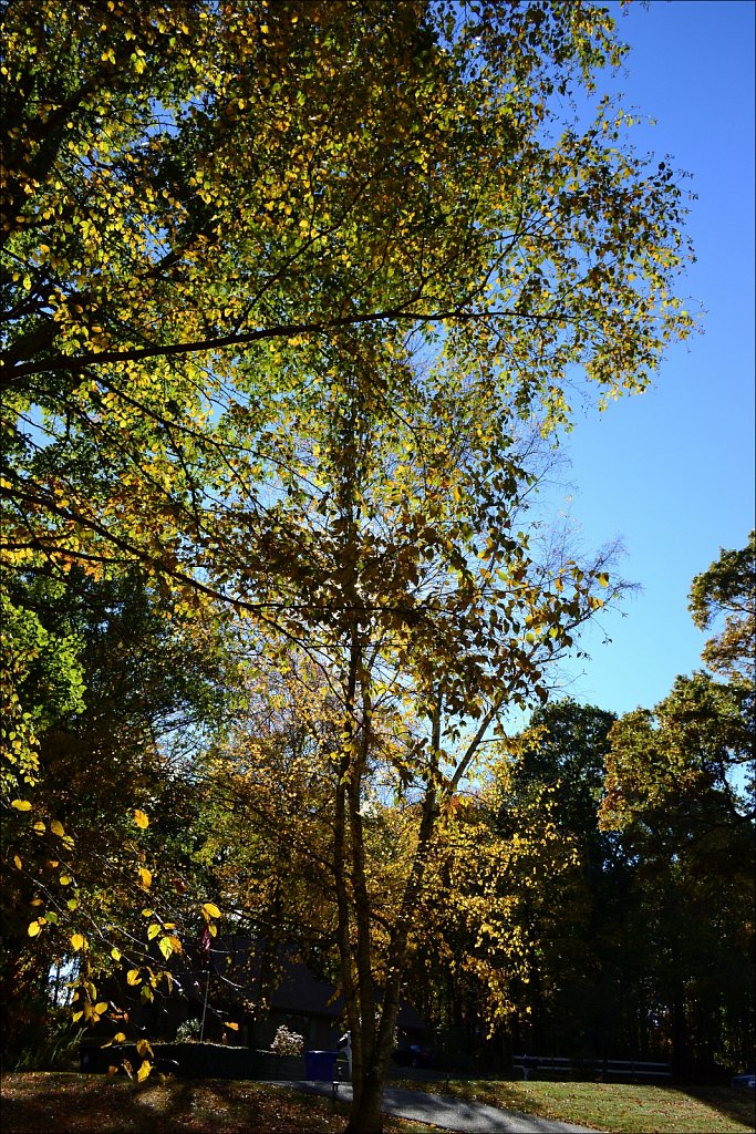 Backyard Color