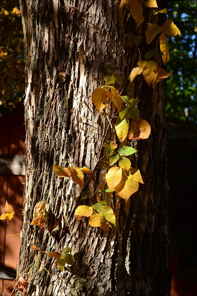 Backyard Color