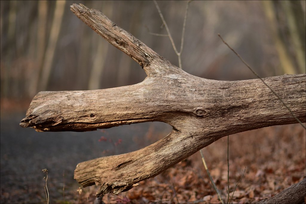 Along The Sussex Branch Trail
