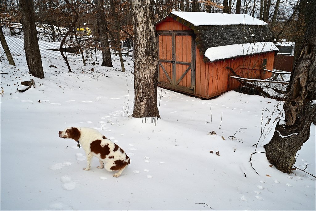 Copper In the Snow