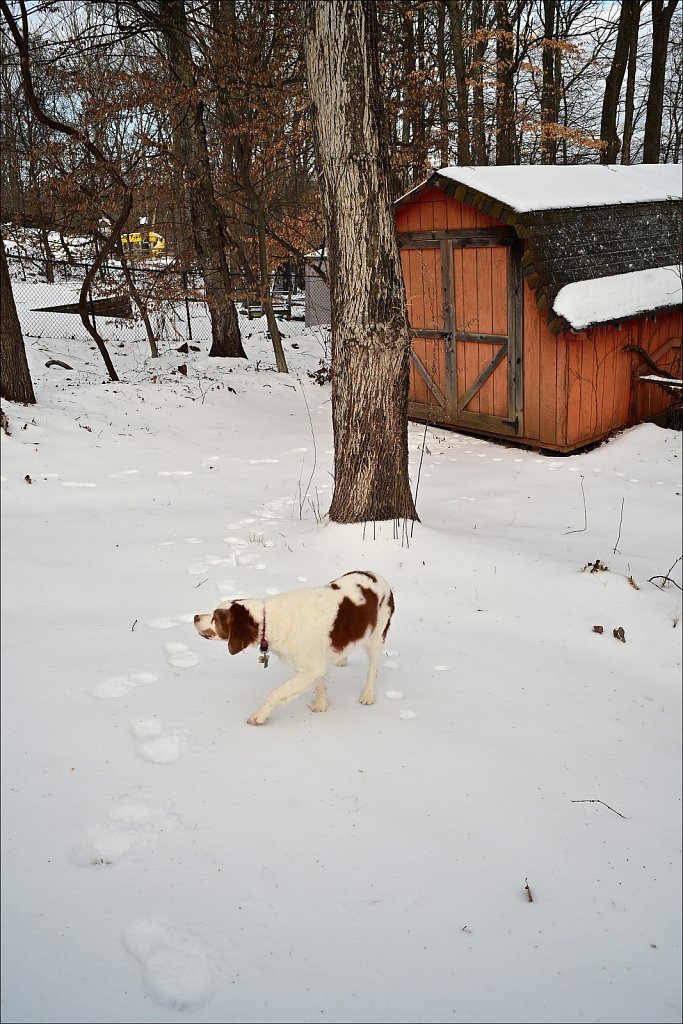 Copper In the Snow
