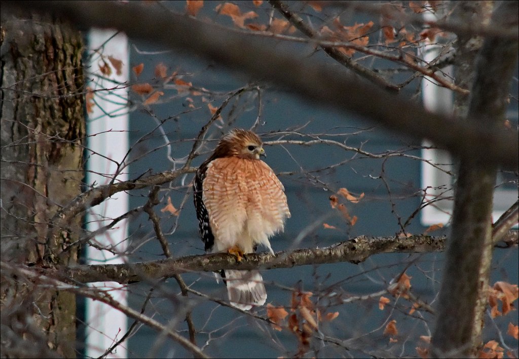 Redtail Hawk
