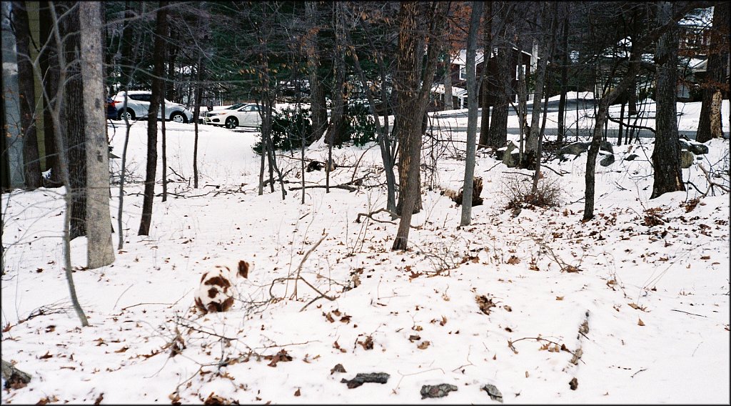 Leica IIF first roll test