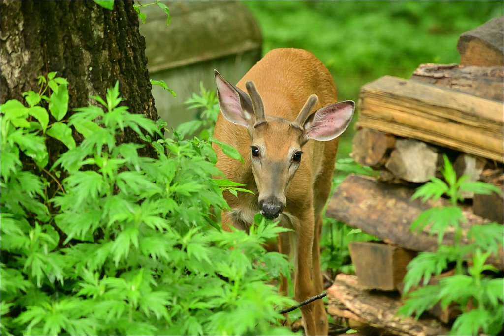 White-tailed Deer