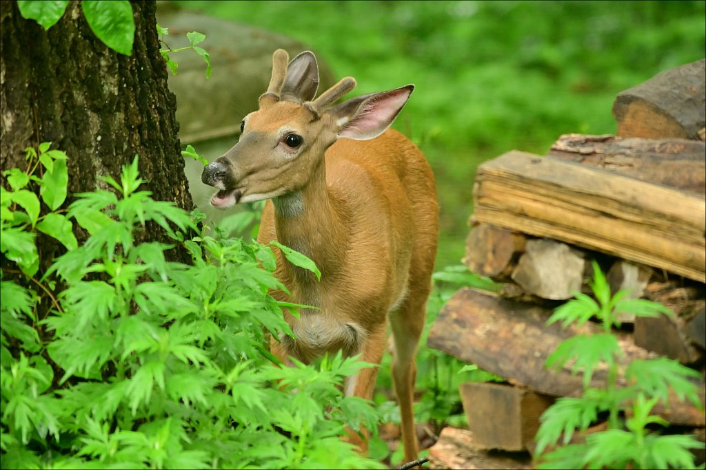 White-tailed Deer
