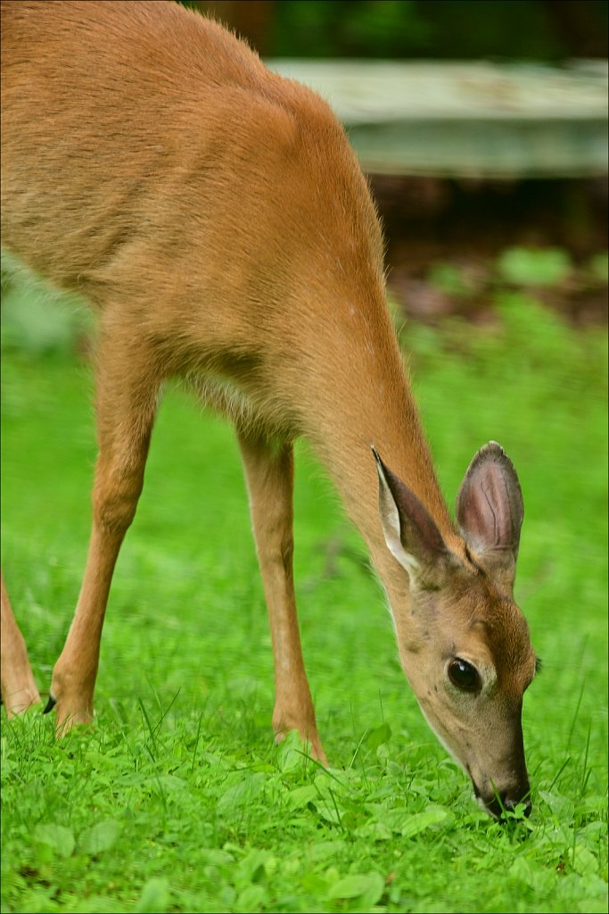 White-tailed Deer