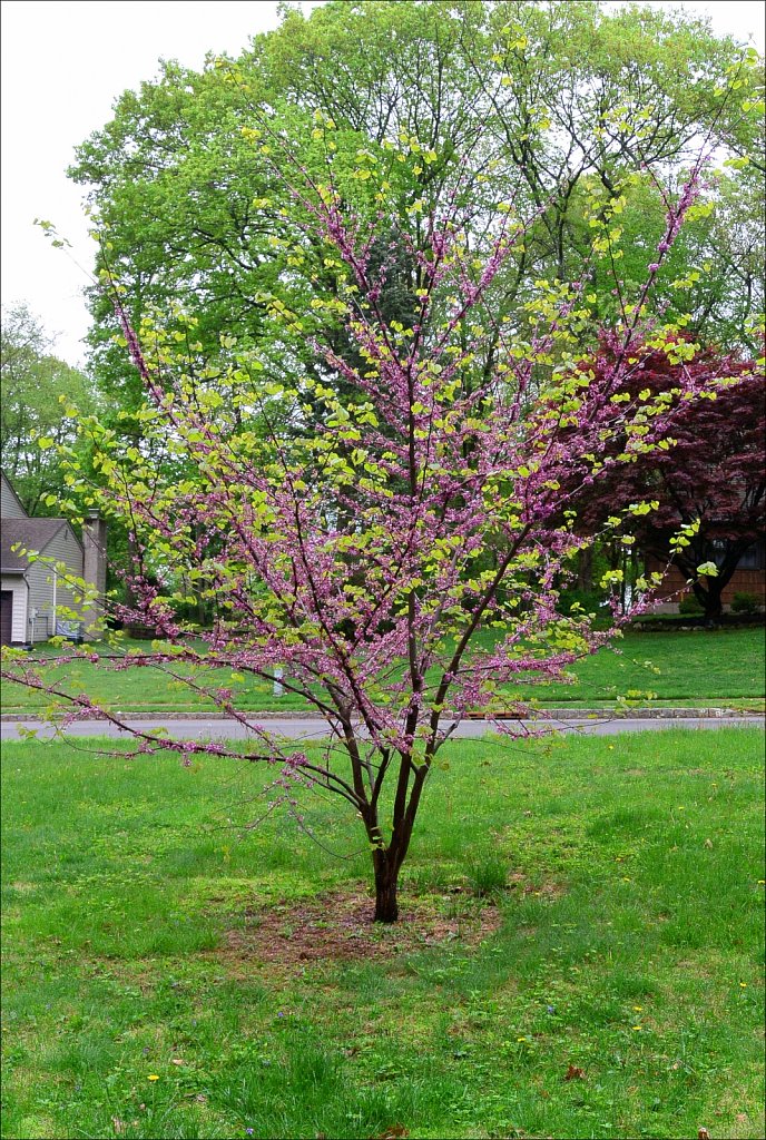 Red Bud