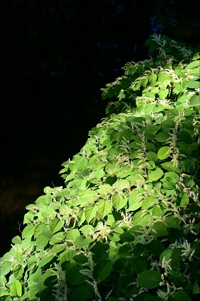 Columbia Trail