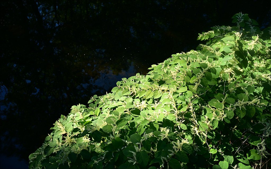Columbia Trail