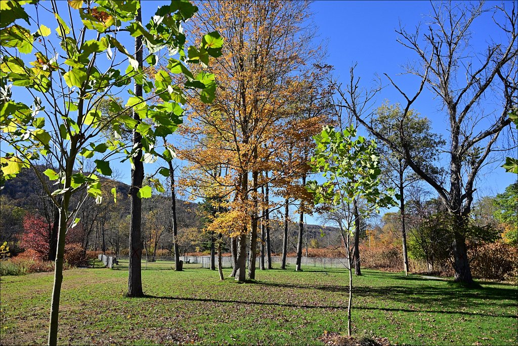 Riverside Park along The Willowemuc 